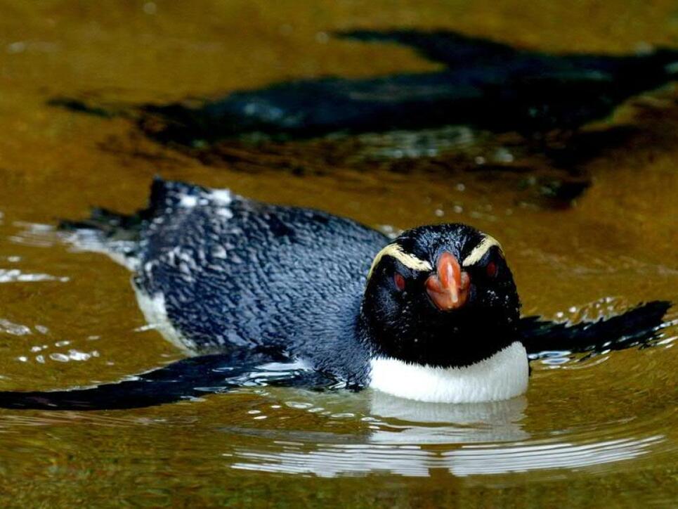 Dieser Dickschnabelpinguin geniesst das gem&uuml;tliche Leben im Zoo - seine freilebenden Artgenossen sind wahre Langstreckenschwimmer und &uuml;berwinden enorme Strecken. (Archiv)