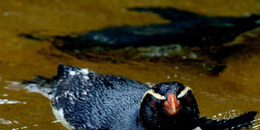 Dieser Dickschnabelpinguin geniesst das gemütliche Leben im Zoo - seine freilebenden Artgenossen sind wahre Langstreckenschwimmer und überwinden enorme Strecken. (Archiv)