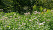 Waldtage in Schaan (20.09.2023)