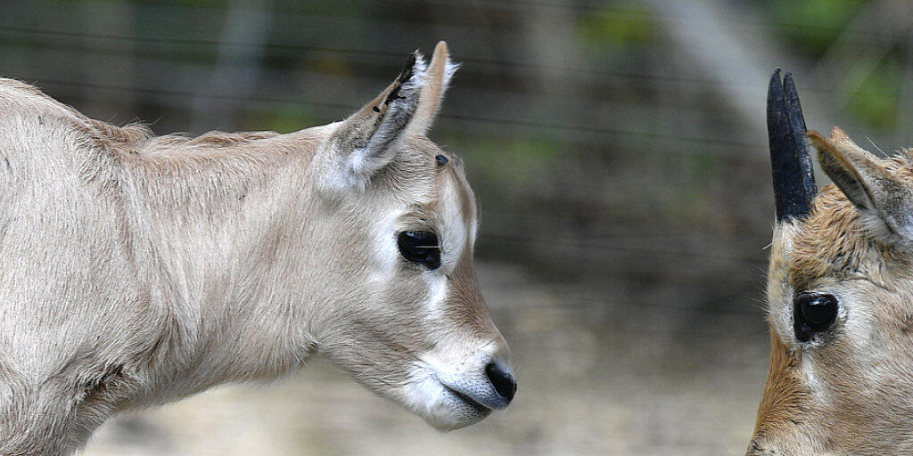 Arabische Oryx mögen es warm: die beiden Jungtiere Tahani und Thuraya.