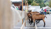 Werdenberger Buuremart mit Gitzischau in Grabs