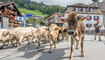 Alpabfahrt Alpgenossenschaft Gritsch Schaan