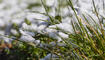Schnee im Frühling