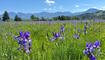 Irisblüte im Ruggeller Riet