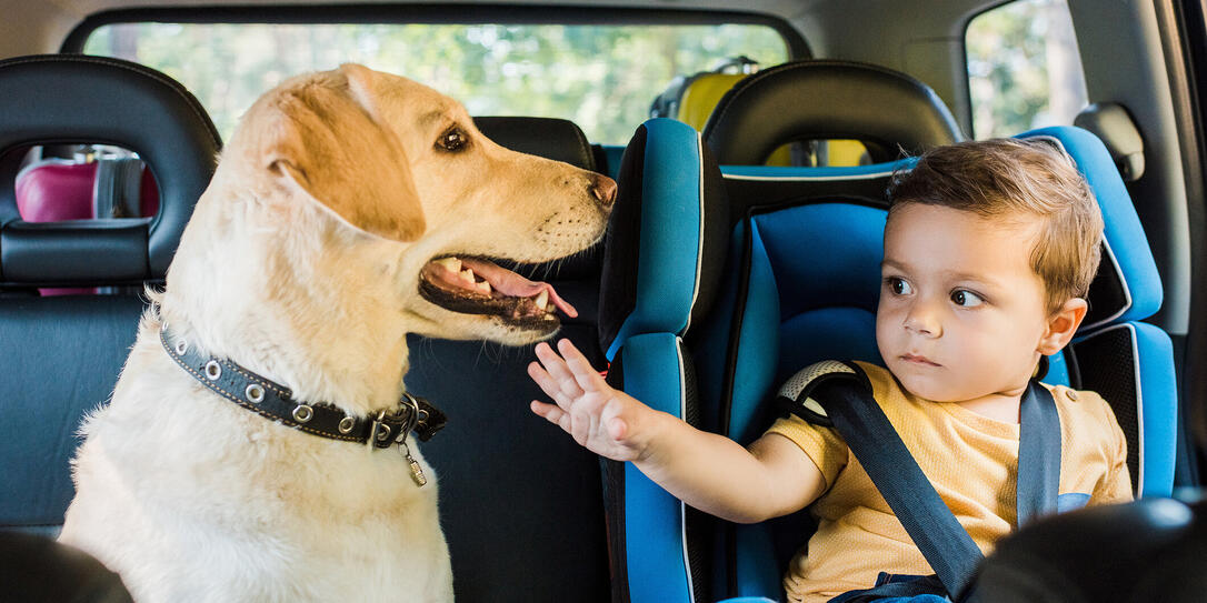 adorable toddler boy in safety seat touching labrador dog on backseat adorable toddler boy in safety seat touching labrador dog on backseat