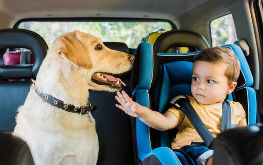 adorable toddler boy in safety seat touching labrador dog on backseat