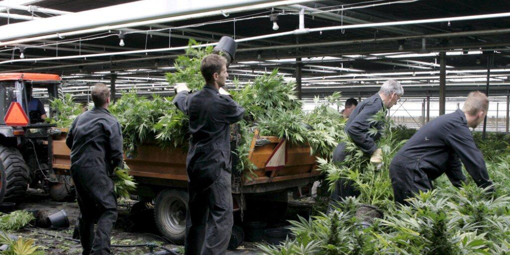 Ein auf Cannabis-Öl spezialisiertes Unternehmen will in Dänemark an die Börse gehen. Um die Versorgung sicherzustellen, soll jetzt selbst angebaut werden. (Symbolbild)