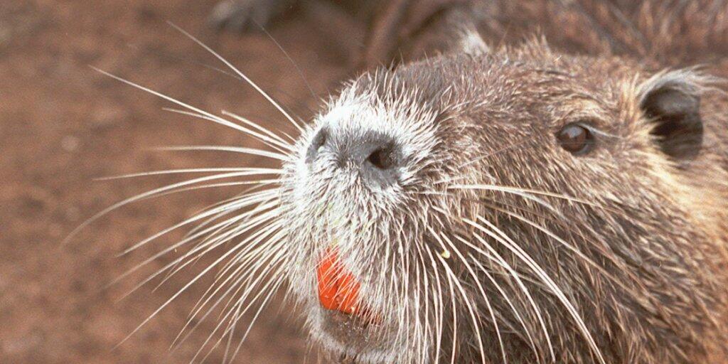 Kehrtwende im Jagdgesetz beim Biber: Nach dem Ständerat will auch der Nationalrat nicht, dass Biber im Gesetz bei den erlaubten Abschüssen zwecks Bestandsregulierung explizit erwähnt werden. (Symbolbild)