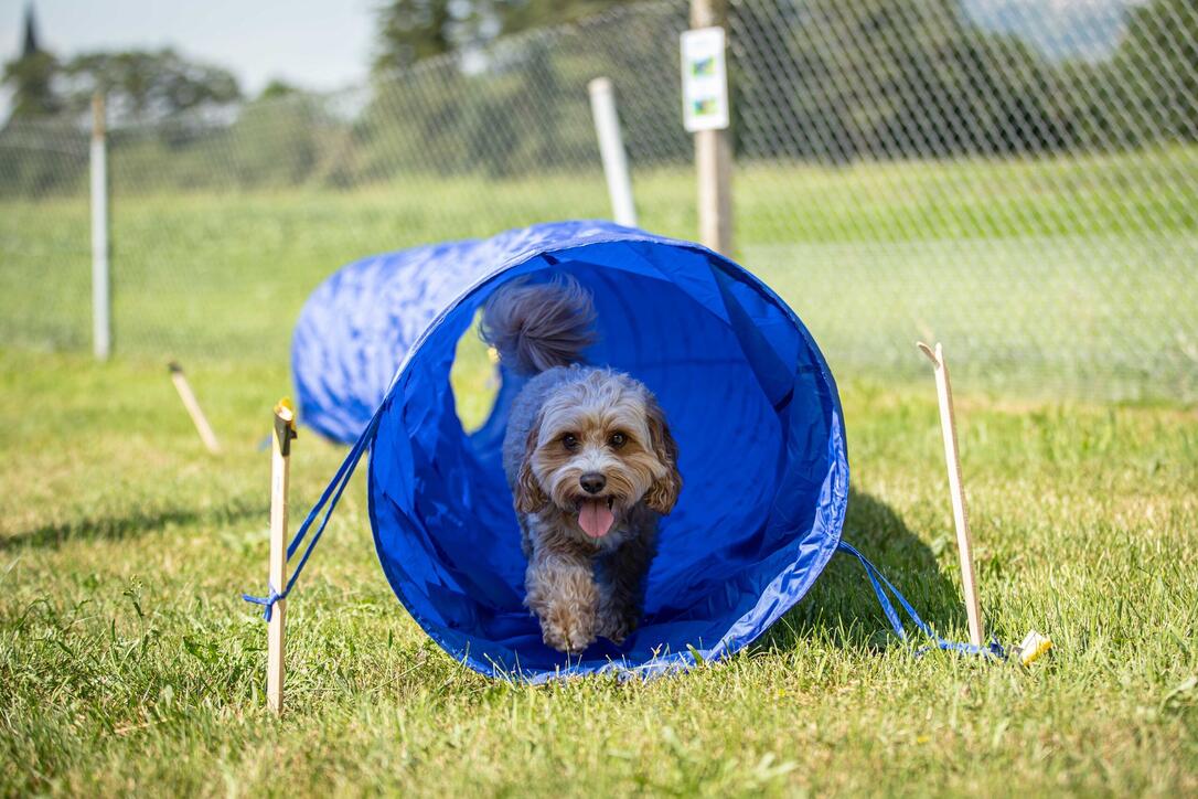Hundeplausch Balzers (20.06.2026)