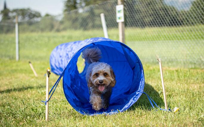 Hundeplausch Balzers (20.06.2026)