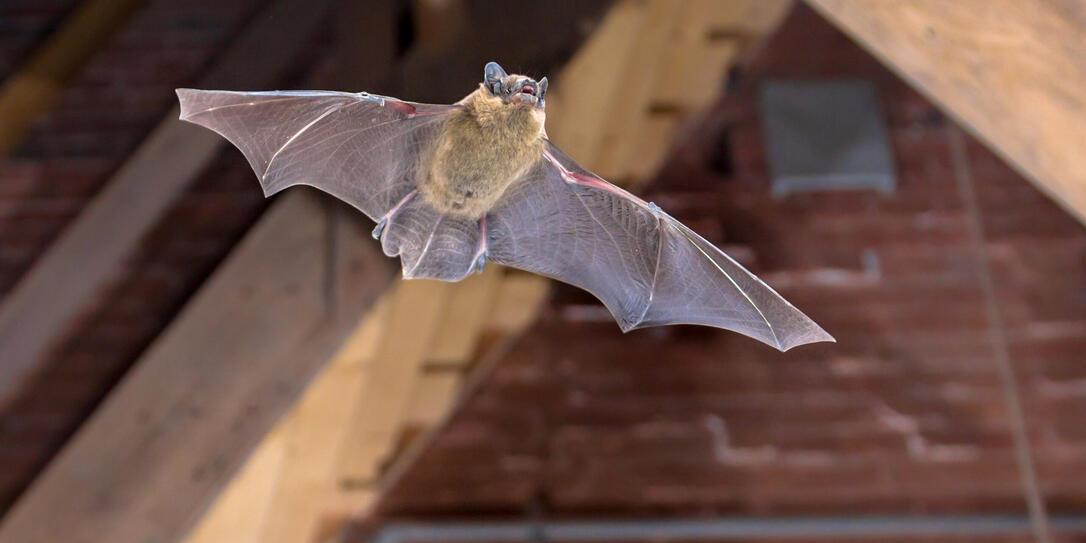 Fledermaus in Dachstock