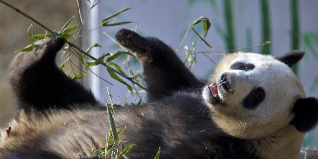 Den vom Aussterben bedrohten Grossen Pandas in China geht es besser