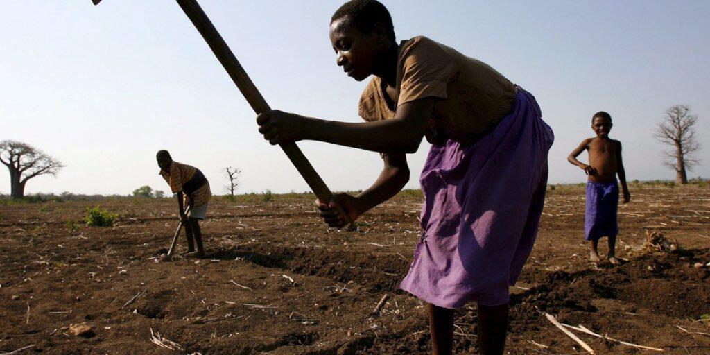 Der Verlust von Phosphor in den Böden Afrikas ist besonders hoch - für die Landwirtschaft ist dieses Element jedoch unentbehrlich.