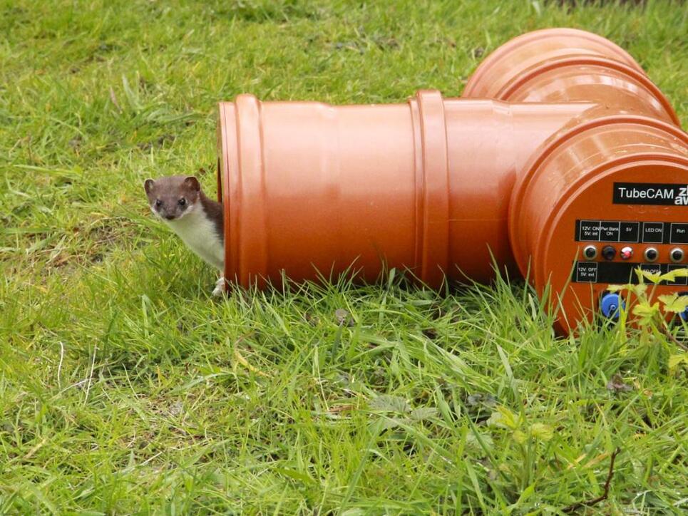 Wiesel sind von Natur aus neugierig und erkunden deshalb die Röhre, in der ZHAW-Forschende eine Fotofalle installiert haben.