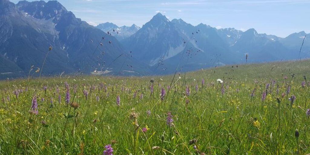 Artenreiche Wiese "Marièrs" bei Scuol GR auf 2100 Metern.