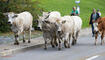 Alpabfahrt Alpgenossenschaft Gritsch Schaan