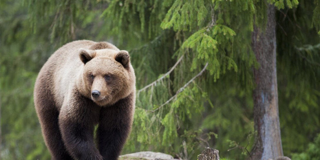The walking bear The walking bear