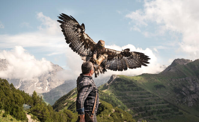Norman V&ouml;geli mit Steinadler