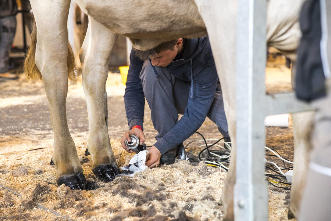 5. Brown Swiss Junior Contest in Sargans