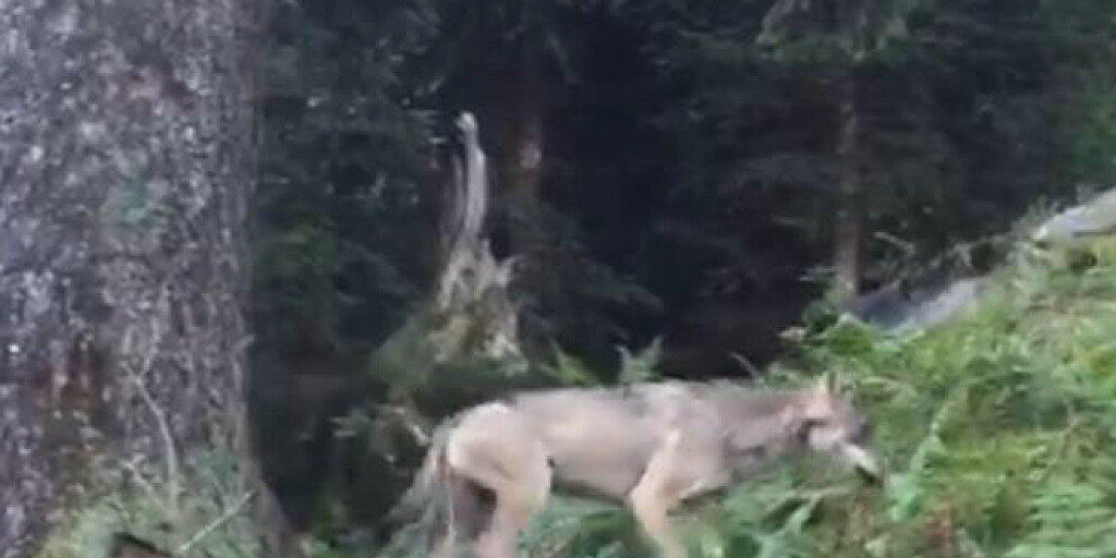 Der erste Wolf im Glarnerland seit der Rückkehr des Raubtieres in die Schweiz wurde im September 2016 oberhalb Mollis auf Video gebannt.
