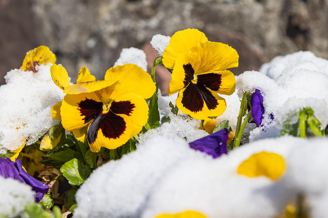 Schnee im Frühling