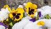 Schnee im Frühling