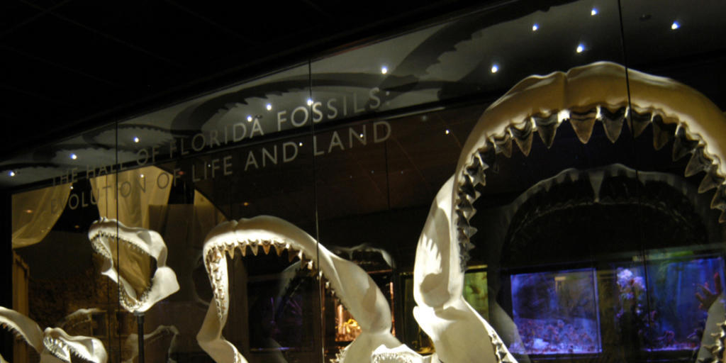 Dem Träger dieses bis zu drei Metern breiten Gebisses wollte man wohl lieber nicht begegnen: Der Riesen-Hai Megalodon lebte und jagte bis vor 2,6 Millionen Jahren in den Weltmeeren.
