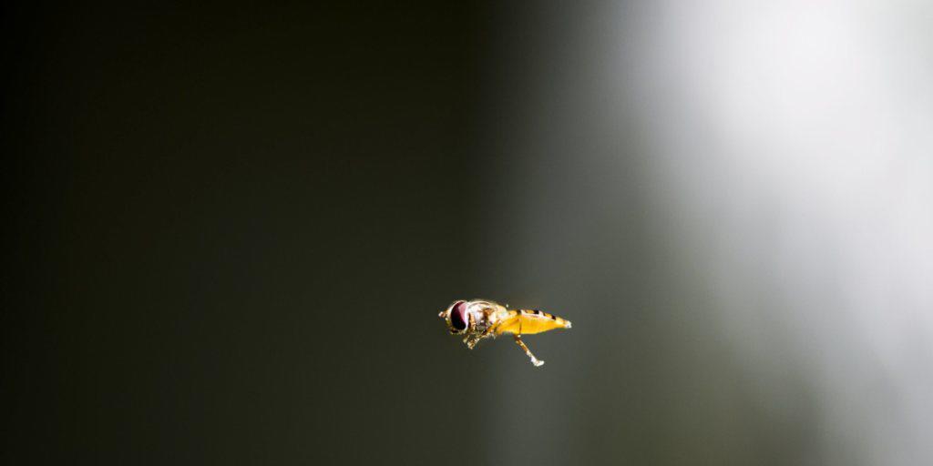 Sie fliegen wieder vermehrt durch die Luft: die Wespen. Ein Stich kann für Allergiker schwere Folgen haben. (Archivbild)