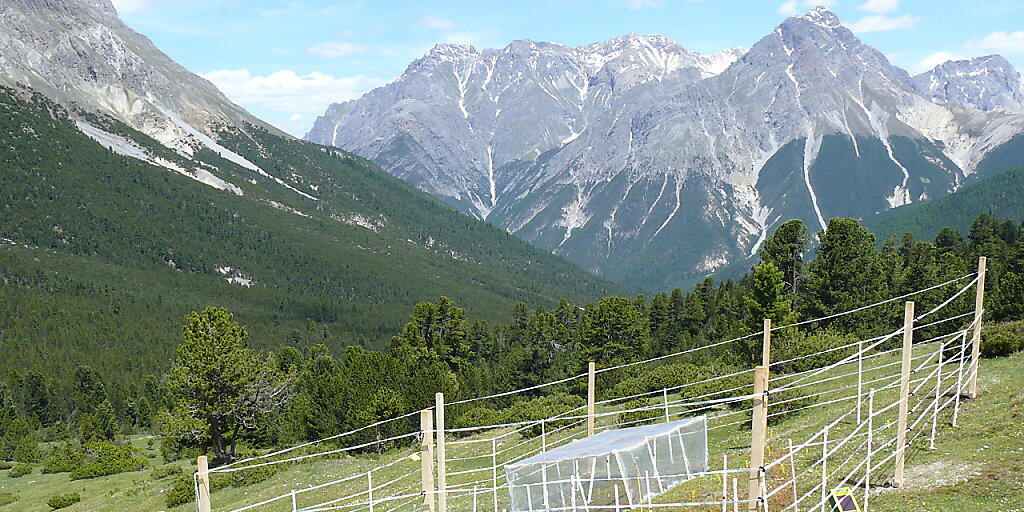 Im Schweizerischen Nationalpark untersuchten WSL-Forschende mithilfe von Zäunen, welche Rolle Tiere verschiedener Grösse für das Ökosystem einer Wiese spielen.