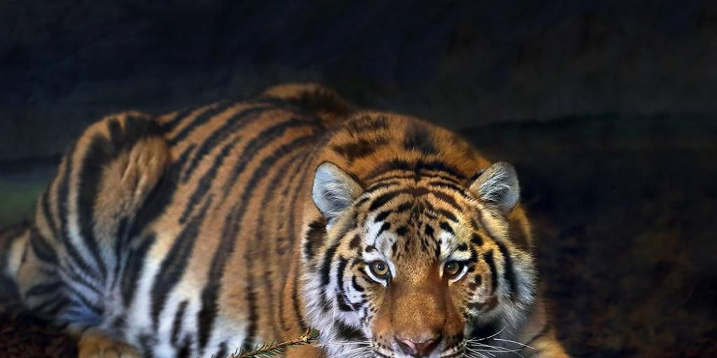 Tigerin Julinka kam am 21. Dezember aus dem Zoo im tschechischen Olomuc in den Walter Zoo nach Gossau SG.